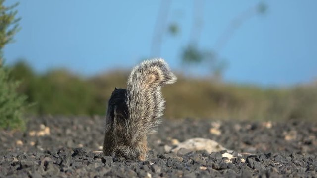 Nordafrikanische borstenh&ouml;rnchen, berberh&ouml;rnchen,  h&ouml;rnchen, atlash&ouml;rnchen, atlantoxerus getulus, 4K