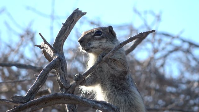 Atlash&ouml;rnchen, Atlantoxerus getulus, H&ouml;rnchen, Felltier, Wildtier, Fuerteventura, Insel, Spanien, 4K