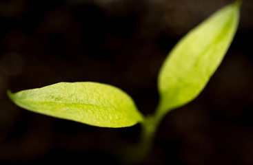 A young sprout of pepper in the ground