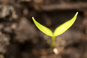 A young sprout of pepper in the ground