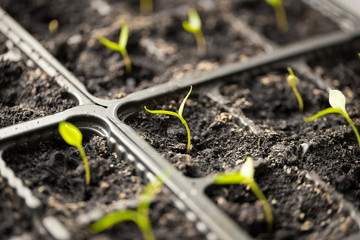 A young sprout of pepper in the ground