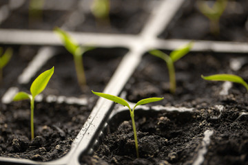 A young sprout of pepper in the ground