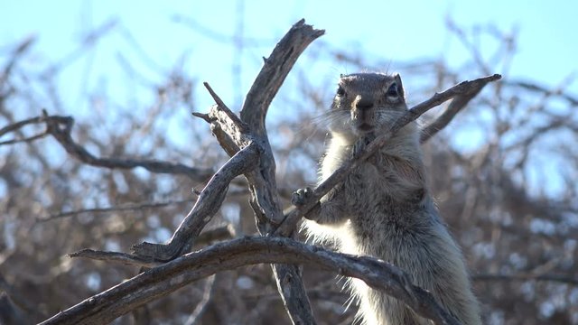 Atlash&ouml;rnchen, Atlantoxerus getulus, H&ouml;rnchen, Felltier, Wildtier, Fuerteventura, Insel, Spanien, 4K