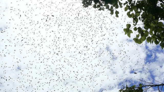 The blue sky is filled with a flock of insects flying.