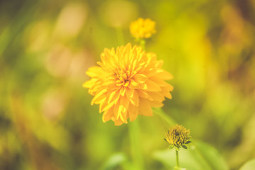 Yellow Flower Sunny Day Close-up Macro