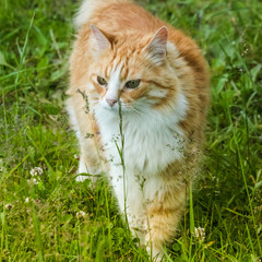 Naklejka na ściany i meble Spring Red Cat on a Walk in the Park 