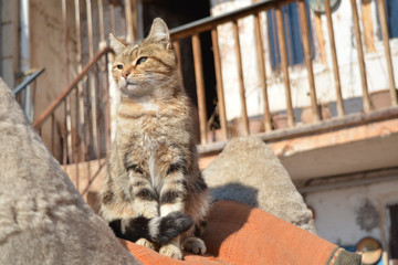 Cat