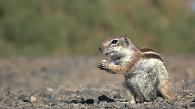 Atlash&ouml;rnchen, Atlantoxerus getulus, H&ouml;rnchen, Felltier, Wildtier, Fuerteventura, Insel, Spanien, 4K