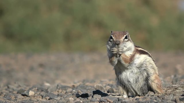 Atlash&ouml;rnchen, Atlantoxerus getulus, H&ouml;rnchen, Felltier, Wildtier, Fuerteventura, Insel, Spanien, 4K