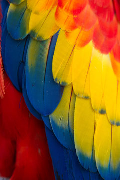 Red, Yellow And Blue Parrot Feathers 