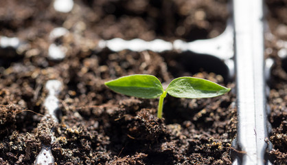 A young sprout of pepper in the ground