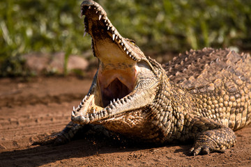 Fototapeta premium Young Nile Crocodile gaping while basking in the sun 