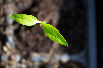 A young sprout of pepper in the ground