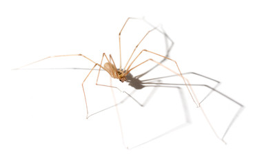 Spider with shadow on white background
