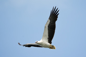 White-bellied Sea Eagle - 198572541