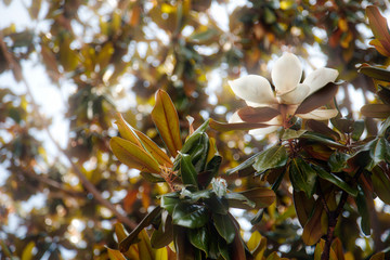 Closeup view of magnolia tree flower 3