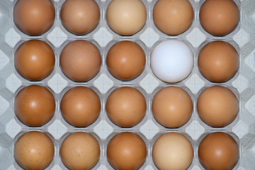 cardboard egg Cup of brown eggs with a white egg, isolated on white background with space for text,