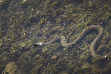 Couleuvre qui nage à la surface de l'eau