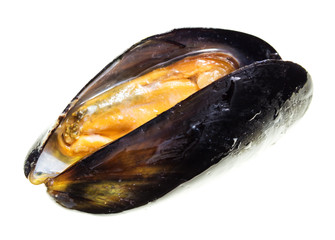 Mussels in the sink over white background