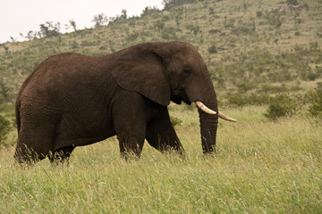 Naklejka na ściany i meble Huge African Elephant bull grazing on grass roots