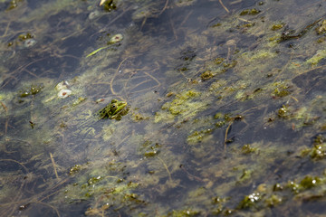 Grenouille verte, Rainette