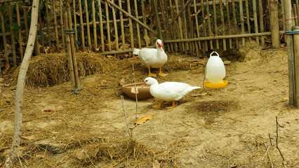 Duck in country farm