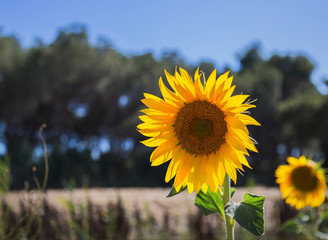 Fototapeta premium sunflower closeup with background