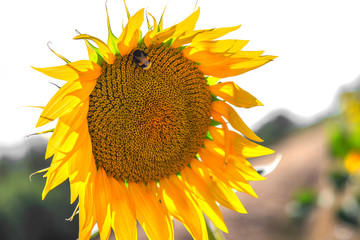 sunflower closeup with insect and background
