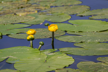 Nénuphars jaune et ses feuilles à la surface de l'eau