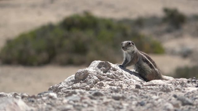 Atlash&ouml;rnchen, Atlantoxerus getulus, H&ouml;rnchen, Felltier, Wildtier, Fuerteventura, Insel, Spanien, 4K