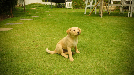 Golden Retriever Dog  In The Yard