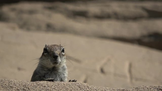 Atlash&ouml;rnchen, Atlantoxerus getulus, H&ouml;rnchen, Felltier, Wildtier, Fuerteventura, Insel, Spanien, 4K