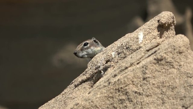 Atlash&ouml;rnchen, Atlantoxerus getulus, H&ouml;rnchen, Felltier, Wildtier, Fuerteventura, Insel, Spanien, 4K