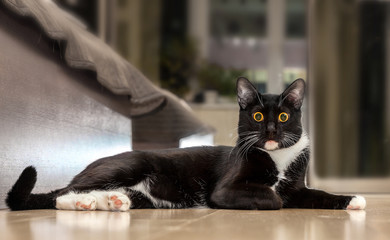 Лежащий черный кот