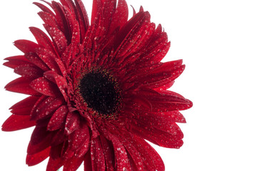 Beautiful gerbera flowers