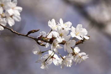 Fototapeta premium Beautiful cherry blossom in spring time