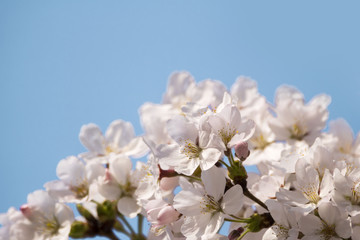 Naklejka na ściany i meble Beautiful cherry blossom in spring time