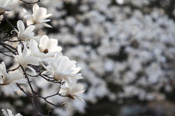 Beautiful Magnolia in spring time