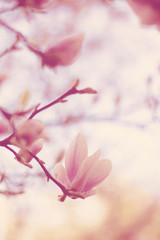 Magnolia Tree in Blooms