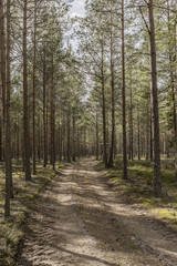 Fototapeta na wymiar Dirt road in pine forest
