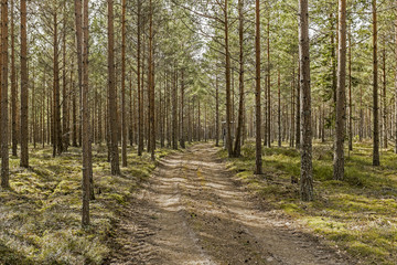 Dirt road in pine forest