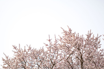 Beautiful cherry blossom in spring time