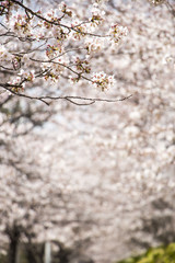 Beautiful cherry blossom in spring time