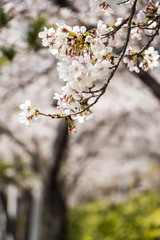 Beautiful cherry blossom in spring time