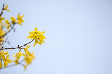 Beautiful Forsythia in spring time