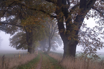 Eichenallee im morgendlichen Nebel