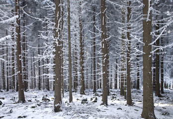 Winterwald  im Erzgebirge