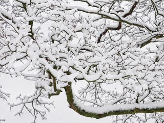 Fototapeta premium Snow on Tree Branches 