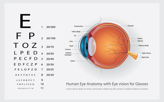 Human Eye Anatomy with Eye Vision for Glasses Vector Illustration