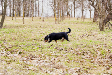  dog is out for a walk in the park